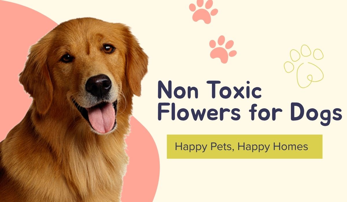 Non Toxic Flowers for Dogs Safe Choices Every Owner Should Know