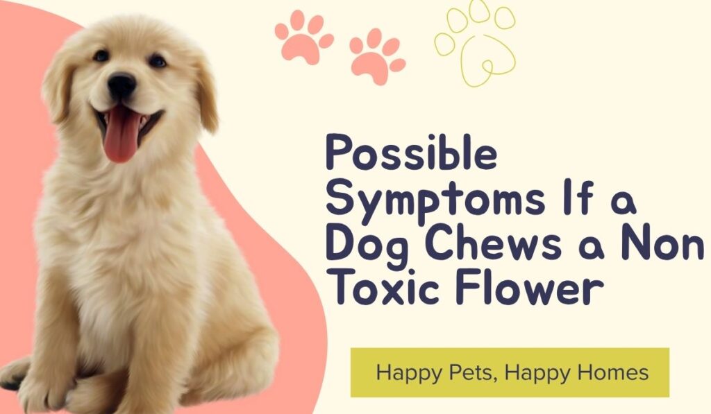 Possible Symptoms If a Dog Chews a Non Toxic Flower